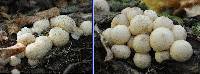 Lycoperdon pyriforme image