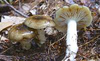 Hygrophorus fuligineus image