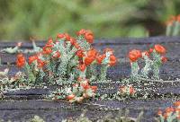 Cladonia cristatella image