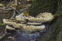 Image of Polyporus dryadeus