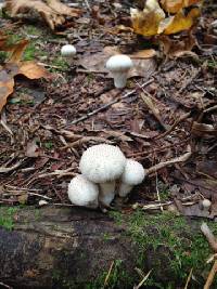 Lycoperdon perlatum image