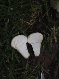 Lycoperdon perlatum image