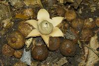 Geastrum fimbriatum image