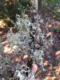 Ramalina leptocarpha image