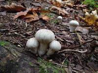 Lycoperdon perlatum image