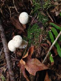 Lycoperdon perlatum image