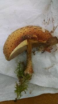 Pholiota aurivella image