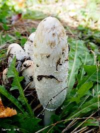 Coprinus comatus image