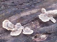 Trametes versicolor image