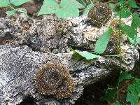 Lentinus crinitus image