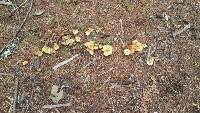 Hypholoma capnoides image