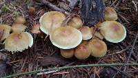 Hypholoma capnoides image