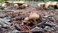 Hypholoma capnoides image