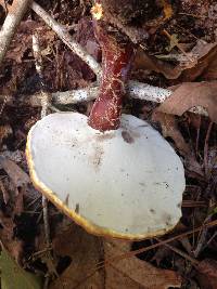 Ganoderma curtisii image