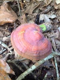 Ganoderma curtisii image