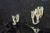 Artomyces pyxidatus image