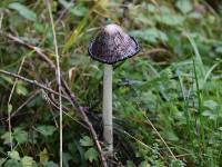 Coprinus comatus image