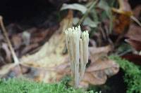 Artomyces pyxidatus image