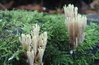 Artomyces pyxidatus image