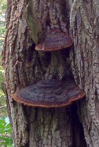 Phellinus robiniae image