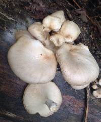 Pleurotus ostreatus image