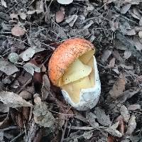 Amanita caesarea image