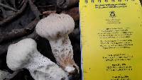 Lycoperdon perlatum image