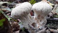 Lycoperdon perlatum image