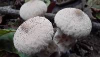 Lycoperdon perlatum image