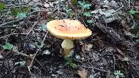 Amanita caesarea image