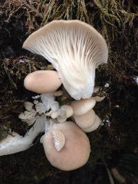 Pleurotus ostreatus image