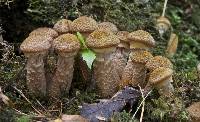 Armillaria mellea image