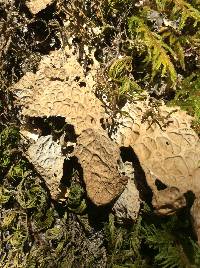 Lobaria pulmonaria image