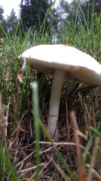 Leucoagaricus leucothites image