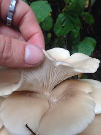 Pleurotus ostreatus image