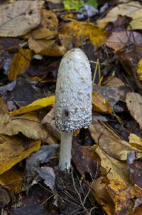 Coprinus comatus image