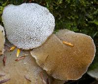 Pseudohydnum gelatinosum image