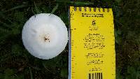 Leucoagaricus leucothites image