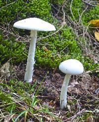 Amanita bisporigera image