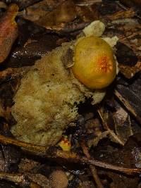 Calostoma lutescens image