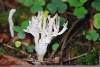 Ramaria gracilis image