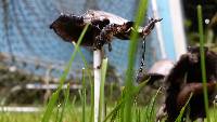 Coprinopsis atramentaria image