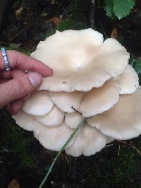 Pleurotus ostreatus image