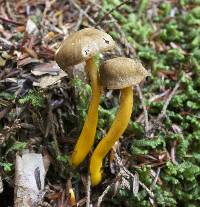 Craterellus tubaeformis image