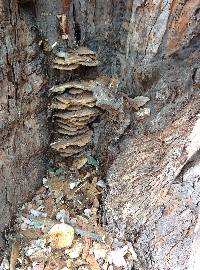 Laetiporus gilbertsonii image