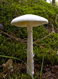 Amanita bisporigera image