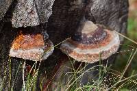 Fomes fomentarius image