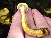 Pholiota alnicola image