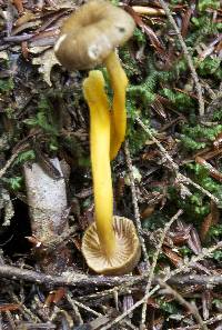 Craterellus tubaeformis image