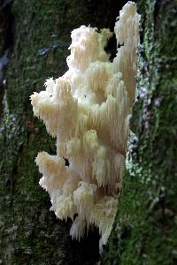 Hericium americanum image